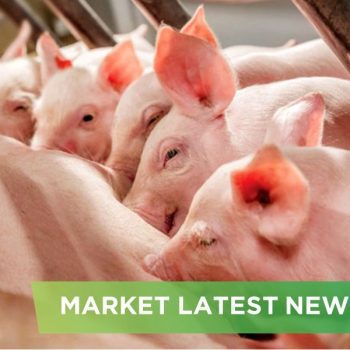 PIG FARMING INDUSTRY: RESTRUCTURING, GOING IN DEPTH