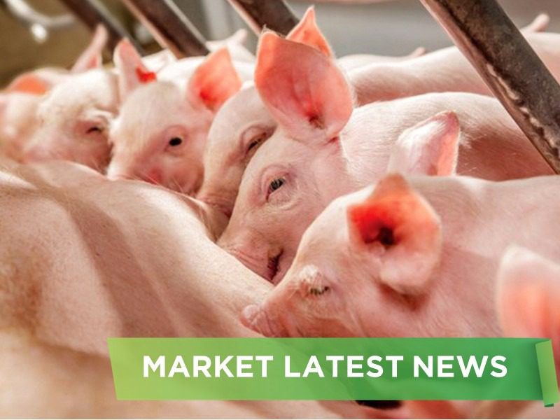PIG FARMING INDUSTRY: RESTRUCTURING, GOING IN DEPTH