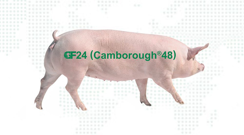 GF24 (Camborough48)