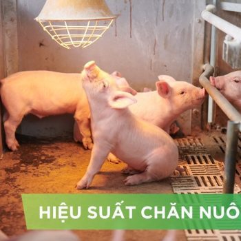 HIỆU SUẤT CHĂN NUÔI TRẠI HEO THỊT – KHÁCH HÀNG VĂN PHÙNG