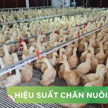 HIỆU SUẤT CHĂN NUÔI TRẠI VỊT THỊT – KHÁCH HÀNG NGUYỄN ĐỨC NGÀ