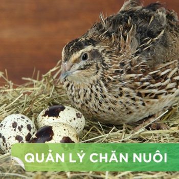 2 MÔ HÌNH CHUỒNG NUÔI CÚT ĐẺ ĐIỂN HÌNH