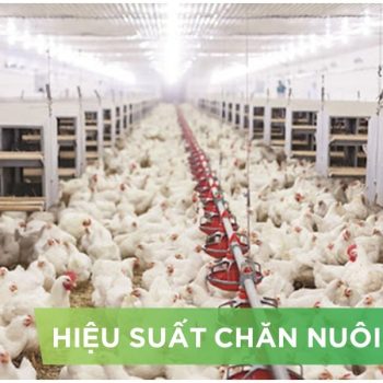 HIỆU SUẤT CHĂN NUÔI TRẠI GÀ- KHÁCH HÀNG LÊ THỊ THU 01