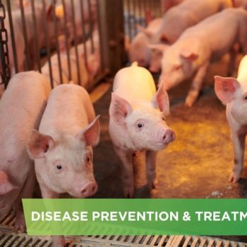 IDENTIFY COMMON INFECTIOUS DISEASES IN PIG BY AGE