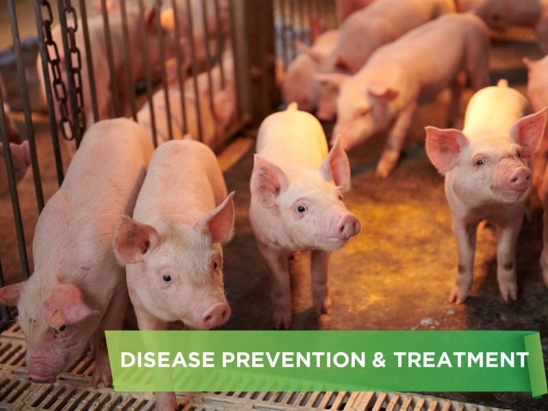 IDENTIFY COMMON INFECTIOUS DISEASES IN PIG BY AGE
