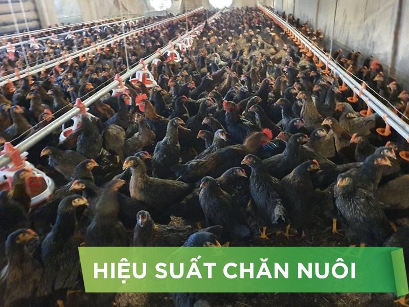 HIỆU SUẤT CHĂN NUÔI TRẠI GÀ THỊT – KHÁCH HÀNG CHÚ 5 CL