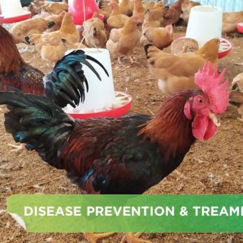 3 COMMON SYMPTOMS AND HOW TO TREAT THEM WHEN CHICKENS ARE INFECTED WITH ORT DISEASE