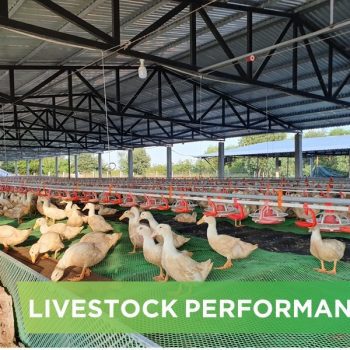 LIVESTOCK PERFORMANCE- NGUYEN THANH KHOI