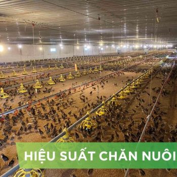 HIỆU SUẤT CHĂN NUÔI TRẠI GÀ THỊT – KHÁCH HÀNG MR TOÀN PHÚ THỌ