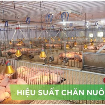 HIỆU SUẤT CHĂN NUÔI TRẠI HEO THỊT – KHÁCH HÀNG NGUYỄN QUANG THÔNG