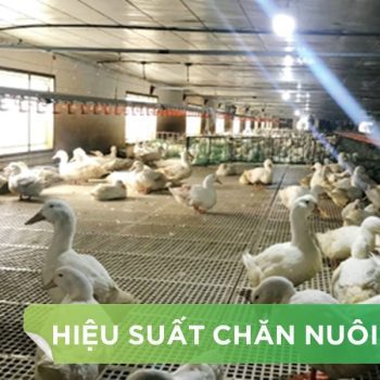 HIỆU SUẤT CHĂN NUÔI TRẠI VỊT THỊT – KHÁCH HÀNG NGUYỄN VĂN QUẾ