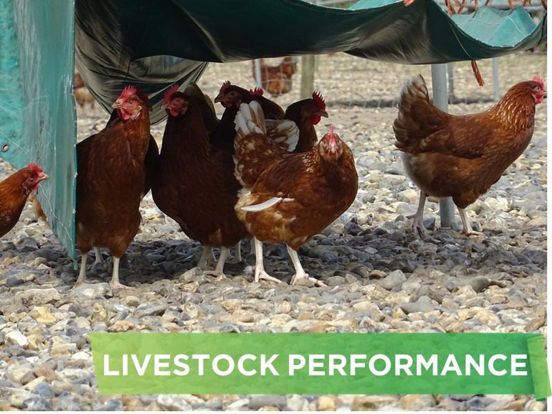LIVESTOCK PERFORMANCE- NGUYEN VAN KIEN