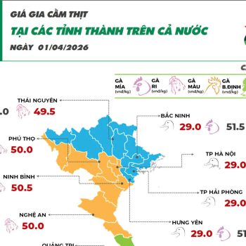 Cập nhật giá ngày 01/04/2026 các sản phẩm chăn nuôi hôm nay