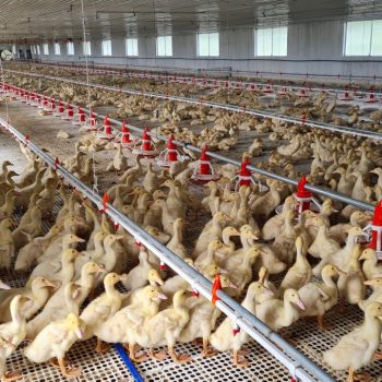DINH DƯỠNG CHO VỊT, GIẢI PHÁP GIÚP VỊT LỚN NHANH,TỐI ƯU LỢI NHUẬN
