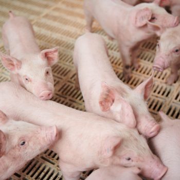 GIẢI PHÁP TĂNG TRỌNG CHO HEO, GIÚP HEO LỚN NHANH, TIẾT KIỆM CHI PHÍ