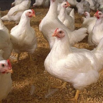 DINH DƯỠNG CHO GÀ: GIẢI PHÁP TĂNG TRỌNG NHANH, TỐI ƯU HIỆU QUẢ CHĂN NUÔI