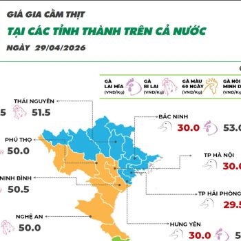 Cập nhật giá ngày 29/04/2026 các sản phẩm chăn nuôi hôm nay