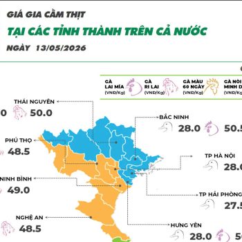 Ngày 13/05/2026 giá gia cầm không nghi nhận biến động giá