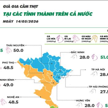 Ngày 14/05/2026 giá gà màu ghi nhận tăng trở lại