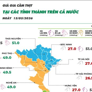 Ngày 15/05/2026  giá vịt ghi nhận giảm ở khu vực miền Bắc