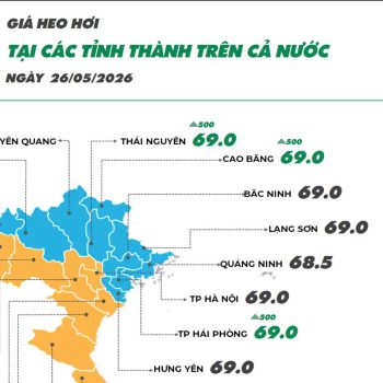 Ngày 26/05/2026 giá heo hơi tăng nhẹ