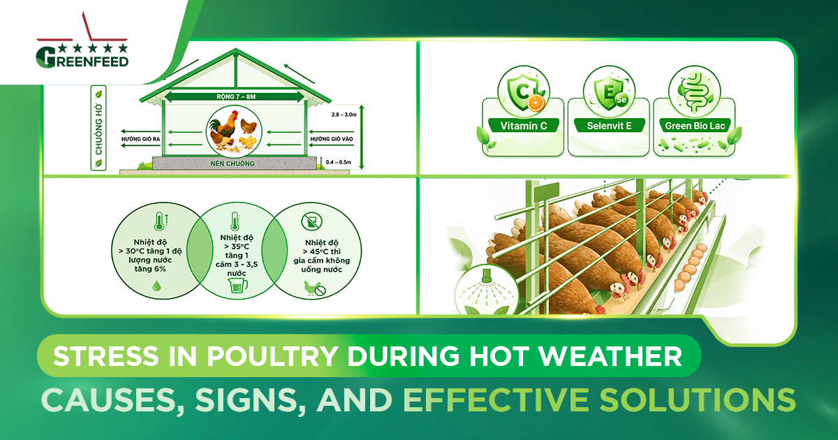 STRESS IN POULTRY DURING HOT WEATHER: CAUSES, SIGNS, AND EFFECTIVE SOLUTIONS
