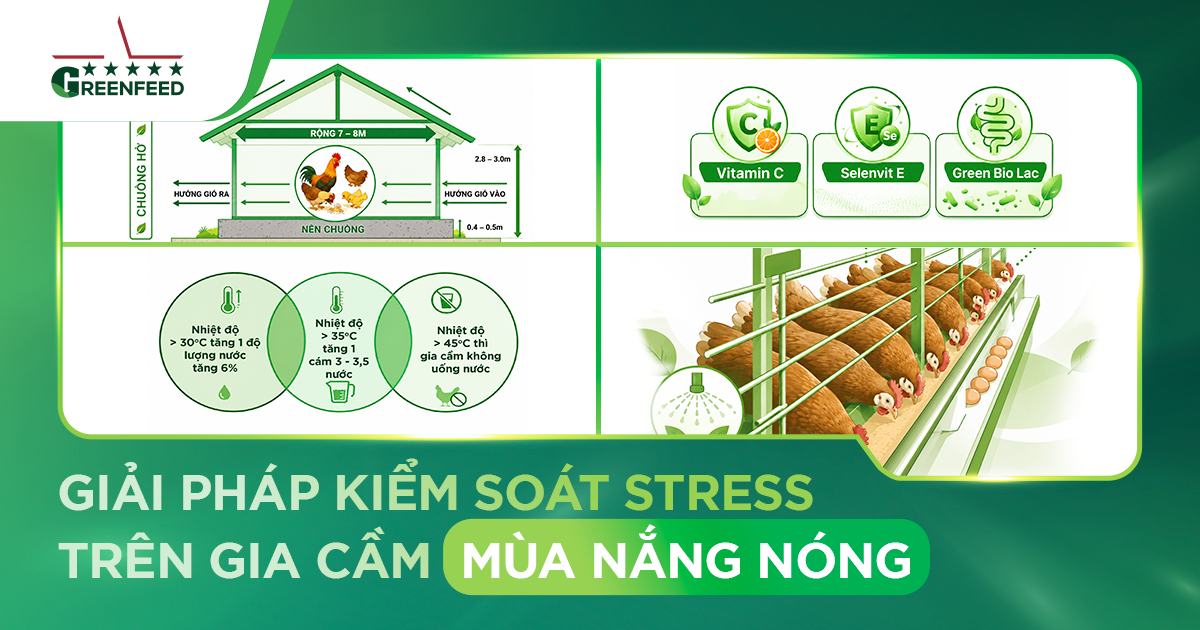 STRESS TRÊN GIA CẦM MÙA NẮNG NÓNG: NGUYÊN NHÂN, DẤU HIỆU VÀ GIẢI PHÁP HIỆU QUẢ