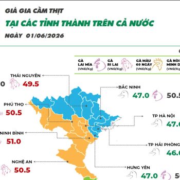 Ngày 01/06/2026 giá vịt thịt có những diễn biến tích cực