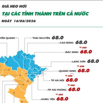 Ngày 16/06/2026 giá heo hơi giảm nhẹ