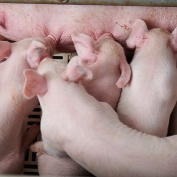TÌNH TRẠNG KHÁNG KHÁNG SINH TRONG CHĂN NUÔI – NGUYÊN NHÂN, HỆ QUẢ VÀ GIẢI PHÁP KIỂM SOÁT